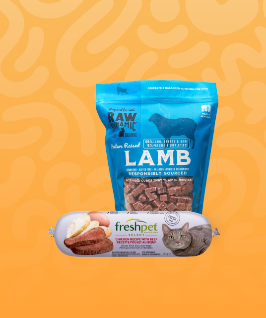 橋本 有 菜 飛機 杯 - onahole FAQ Hong Kong 2025