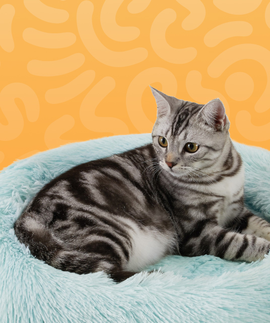 sex toy shop hk - Professional Guide and Review