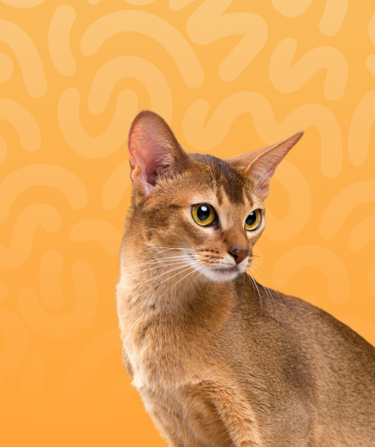 穿戴 式 按摩 棒 - medical grade silicone IPX7 waterproof test