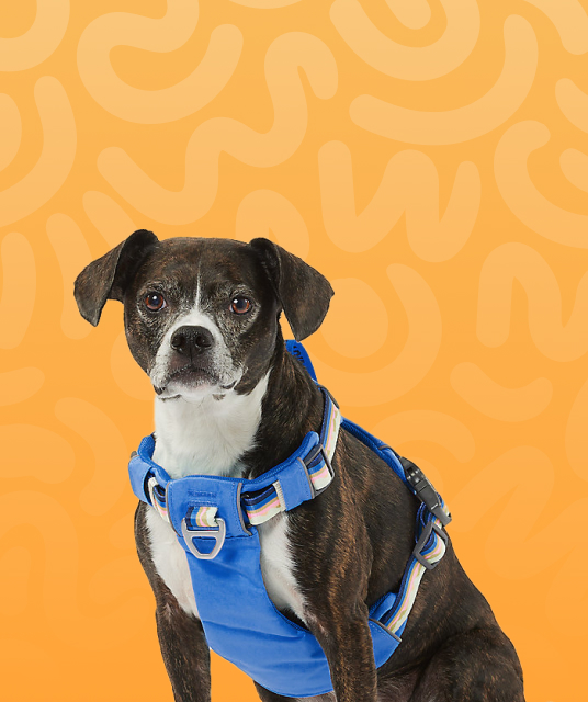 持久 环 - couple using vibrating ring