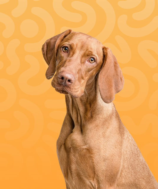 take toys shop - Professional Guide and Review