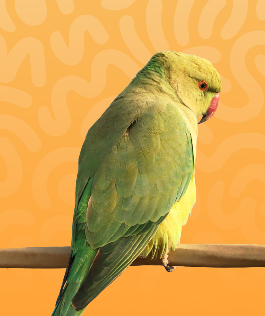 深水 埗 成人 用品 - hong kong couple reviewing adult toys at home 2025