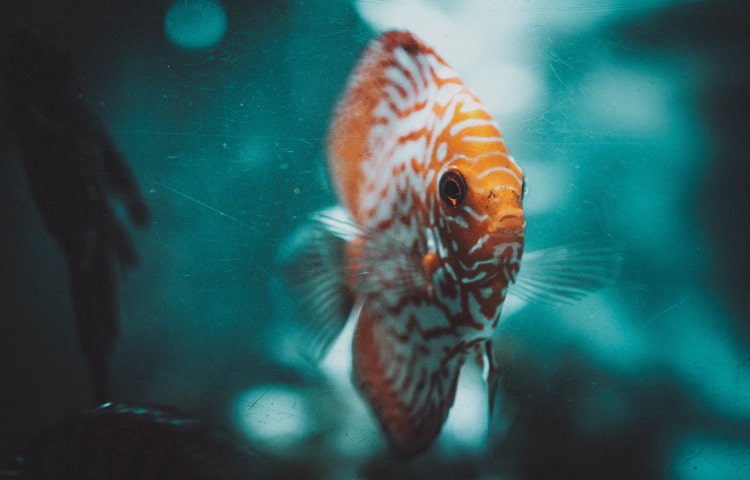 anal toys - adult toy cleaning station UV sterilizer