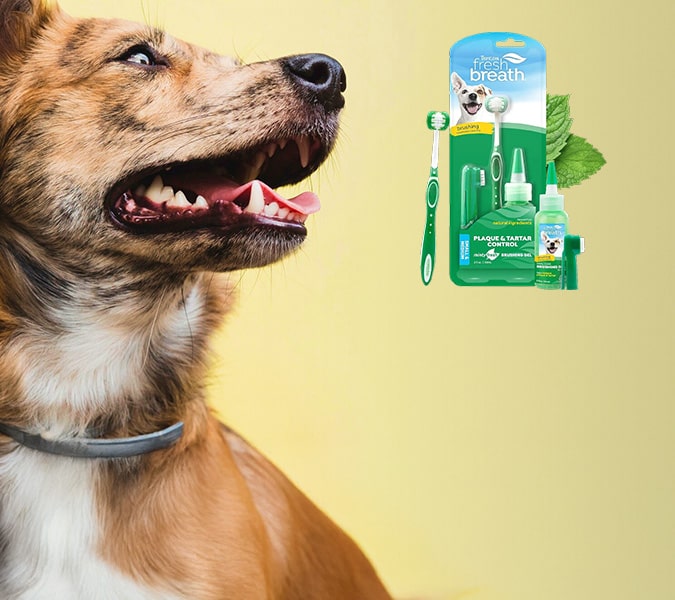 hk gym jockstrap 2025