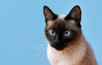 gimp mask - hood air vent fluid dynamics