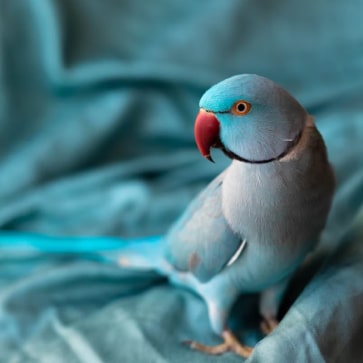 anal toys - Professional Guide and Review